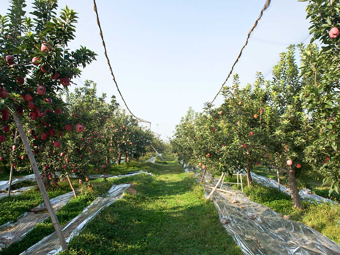 How Remote Operated Lawn Mower Technology Is Transforming Orchard Maintenance